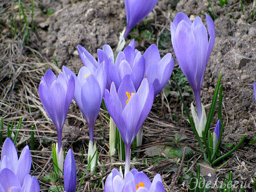  -   / crocuses - spring flowers
---------
 (  ,      )