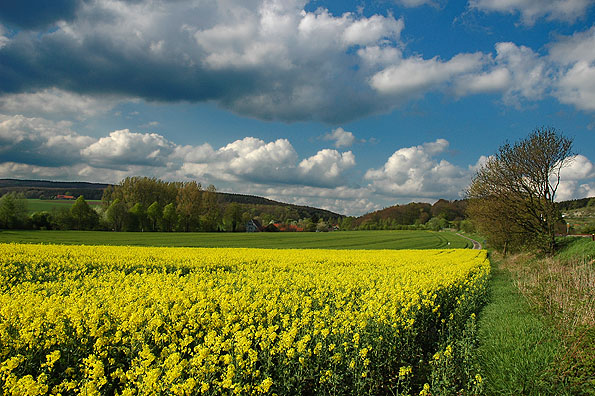 mai
---------
 (  ,      )