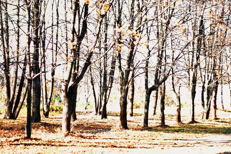 ���� �������
---------
 (�������� �� �����������, ����� ������� ��� � ������ �����)