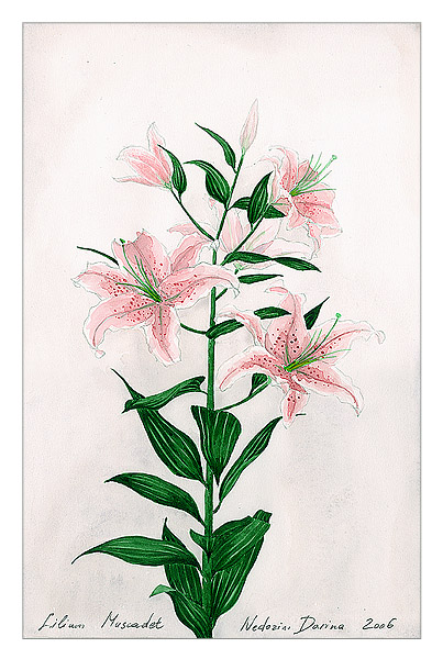 Lilium Muscadet
---------
 (  ,      )