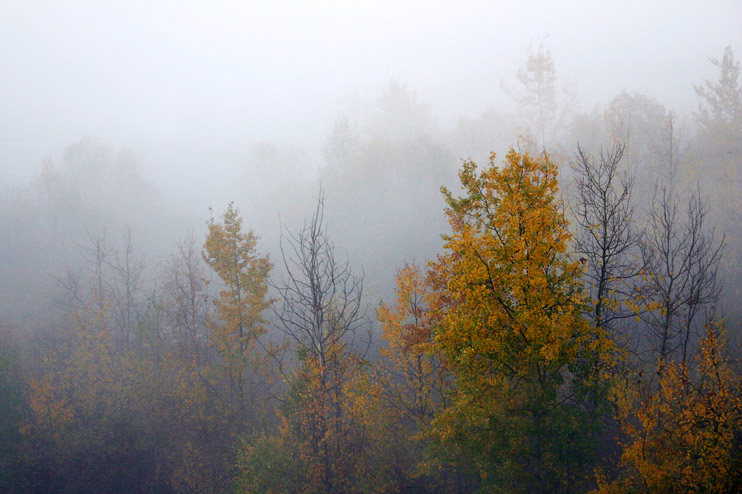 fall in mist
---------
 (  ,      )