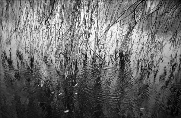 [willow]
---------
 (  ,      )