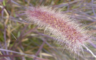 Fluffy Pennisetum = 
---------
 (  ,      )