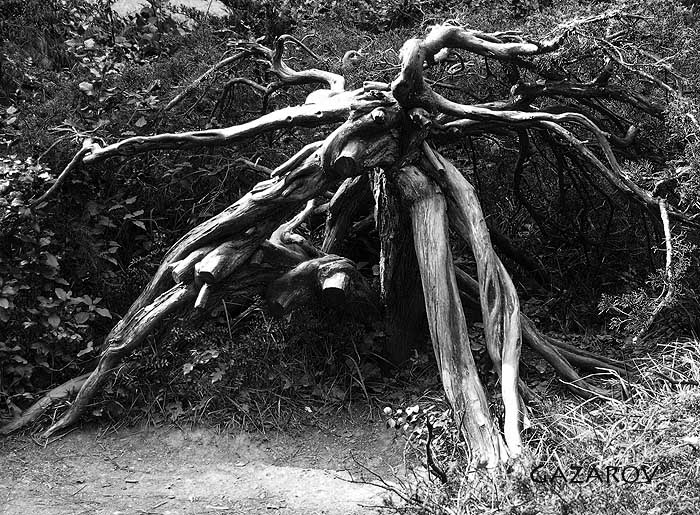 �������
---------
 (�������� �� �����������, ����� ������� ��� � ������ �����)