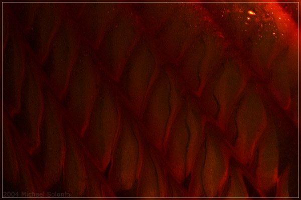 Red Dragon Scales
---------
 (  ,      )