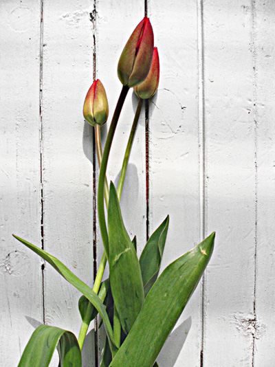 Tulips
---------
 (  ,      )