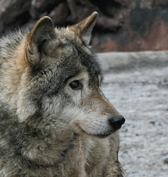  
---------
 (  ,      )