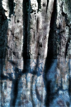 old tree
---------
 (  ,      )