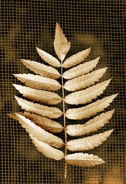   
---------
 (  ,      )