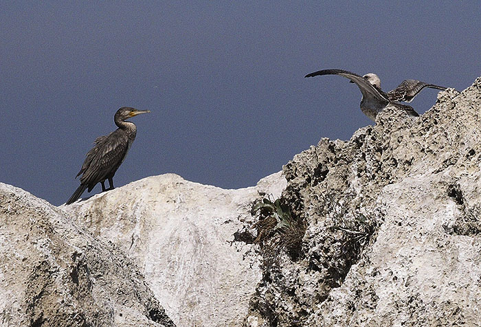 ��������
---------
 (�������� �� �����������, ����� ������� ��� � ������ �����)