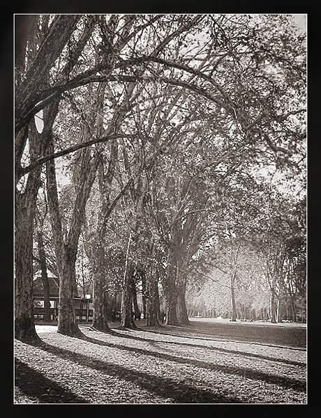 park-shadows-3-
---------
 (  ,      )