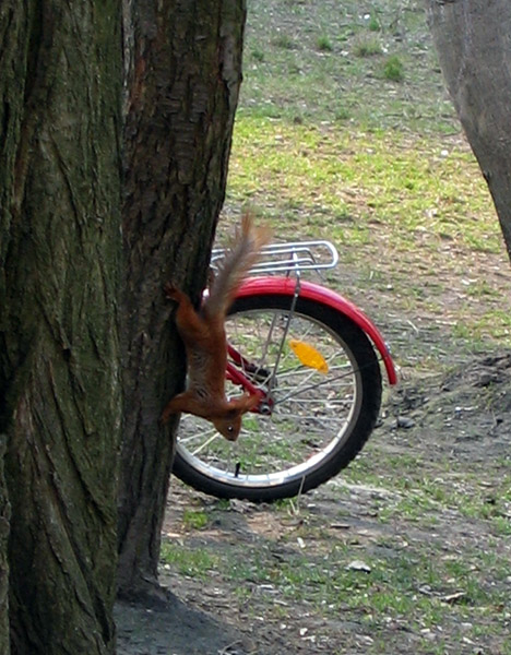 squirrel in the wheel
---------
 (  ,      )