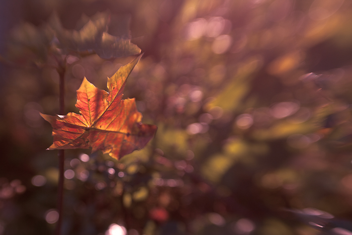 autumn
---------
 (  ,      )