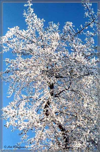 Winter in blossom
---------
 (  ,      )