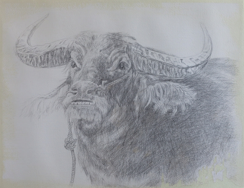 Bull
---------
 (  ,      )