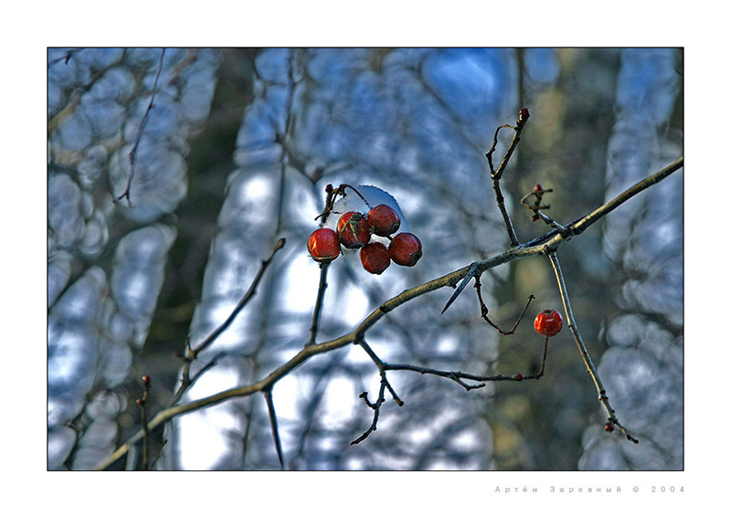 Winter berry
---------
 (  ,      )