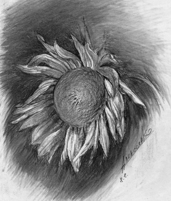 Sunflower
---------
 (  ,      )