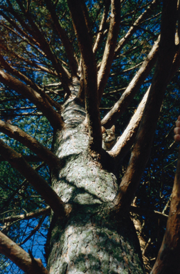 ��� � ������
---------
 (�������� �� �����������, ����� ������� ��� � ������ �����)