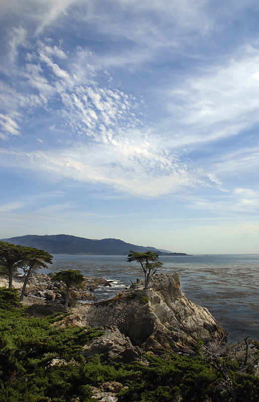 The Lone Cypress
---------
 (  ,      )