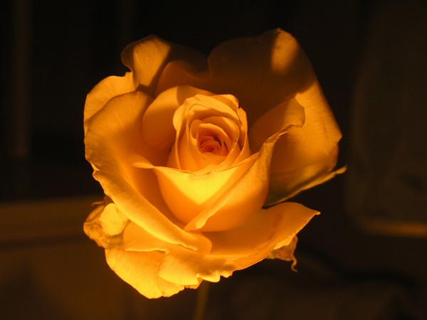 Rose
---------
 (  ,      )