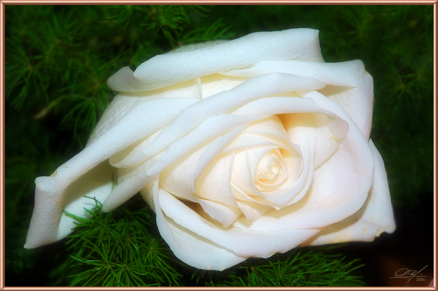 White Rose
---------
 (  ,      )