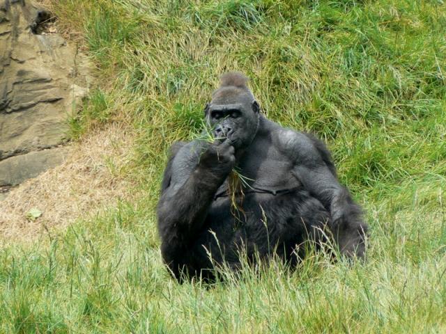 gorilla
---------
 (  ,      )