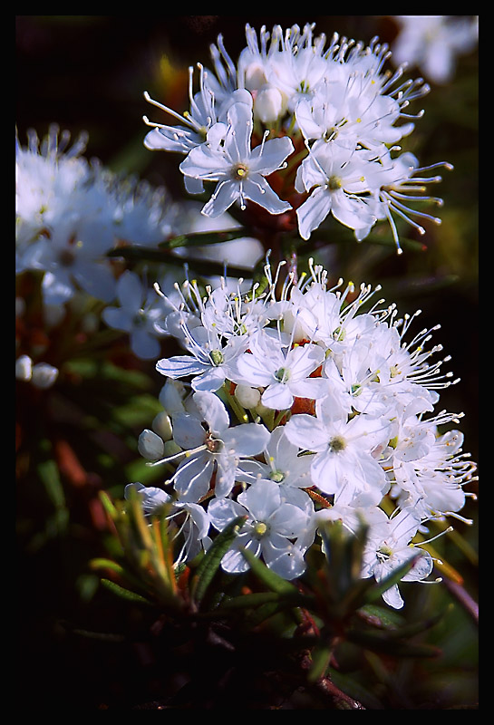 Forest Flowers
---------
 (  ,      )