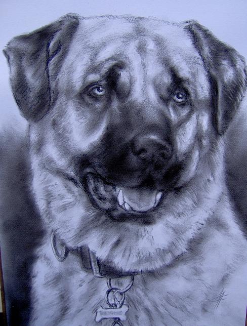 Dog
---------
 (  ,      )