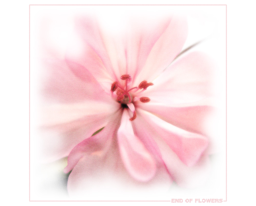 end of flowers
---------
 (  ,      )