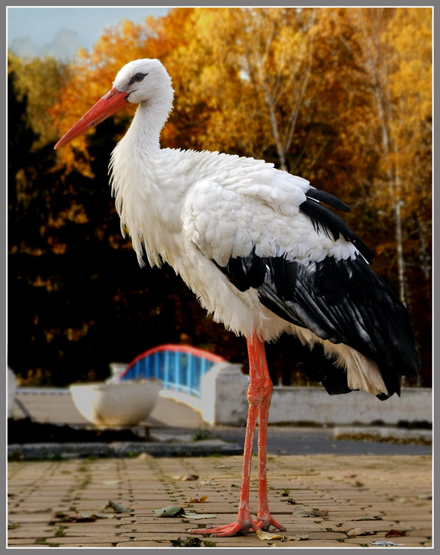 ���� �������
---------
 (�������� �� �����������, ����� ������� ��� � ������ �����)