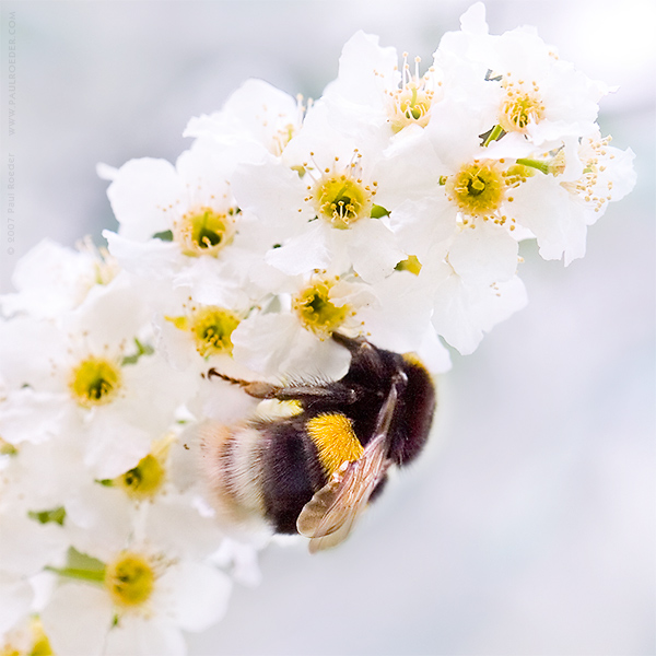   / Asleep Bumblebee
---------
 (  ,      )
