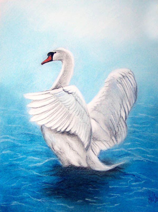 swan
---------
 (  ,      )