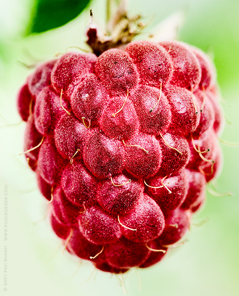   / Fleecy Raspberry
---------
 (  ,      )