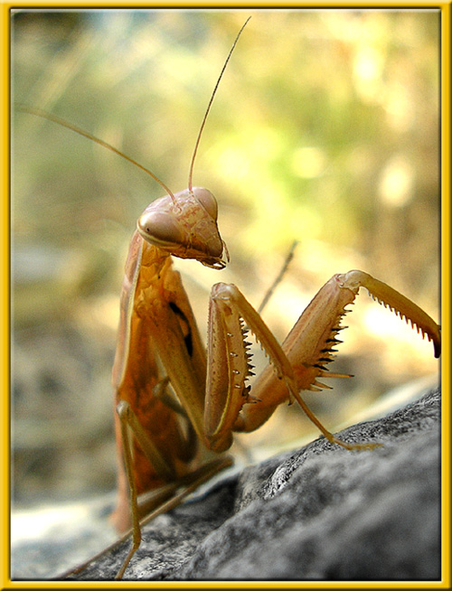 Mantis religiosa3
---------
 (  ,      )