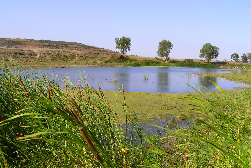 Камыши курск карта