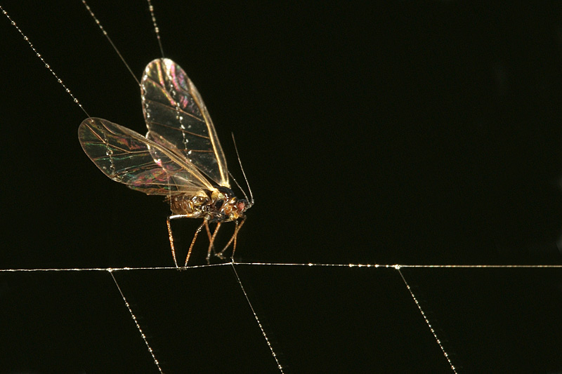   
---------
 (  ,      )