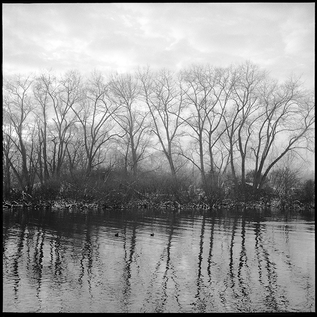 Trees at Flevopark
---------
 (  ,      )