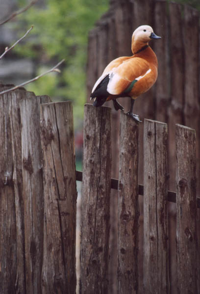 ��� ��� ����� ����?
---------
 (�������� �� �����������, ����� ������� ��� � ������ �����)