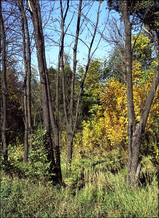 � ������� �������� ��������
---------
 (�������� �� �����������, ����� ������� ��� � ������ �����)