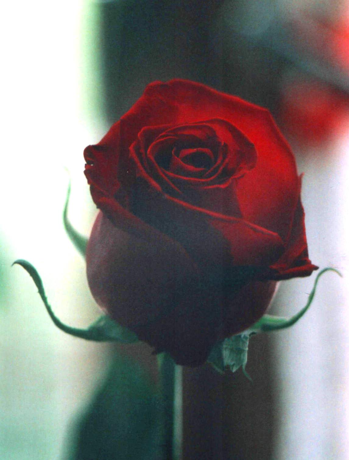 The Rose
---------
 (  ,      )