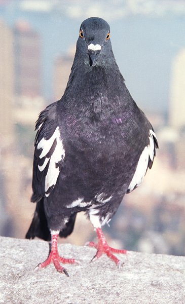 Columba livia
---------
 (  ,      )