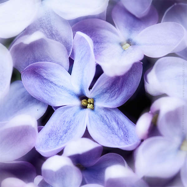   / Make a Wish
---------
 (  ,      )