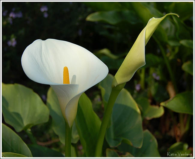 �����
---------
 (�������� �� �����������, ����� ������� ��� � ������ �����)