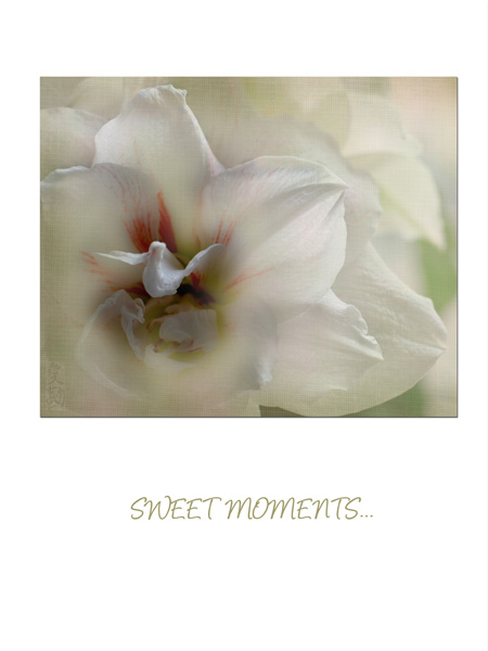 Sweet Moments
---------
 (  ,      )