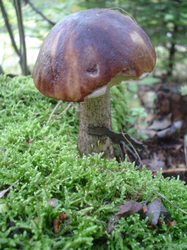 �����������
---------
 (�������� �� �����������, ����� ������� ��� � ������ �����)