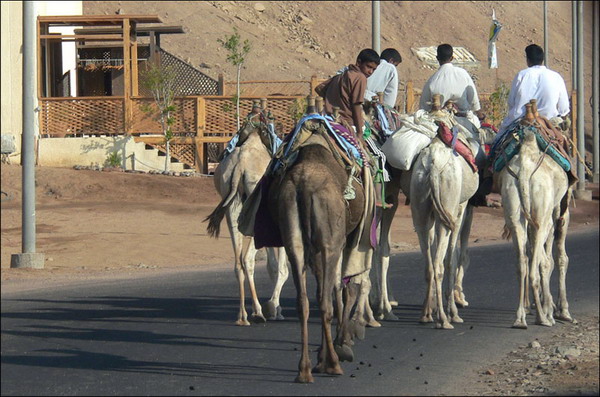 Dahab
---------
 (�������� �� �����������, ����� ������� ��� � ������ �����)