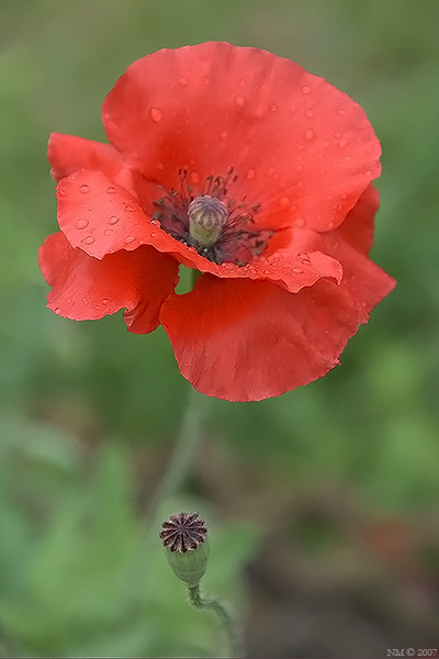 Poppy
---------
 (  ,      )