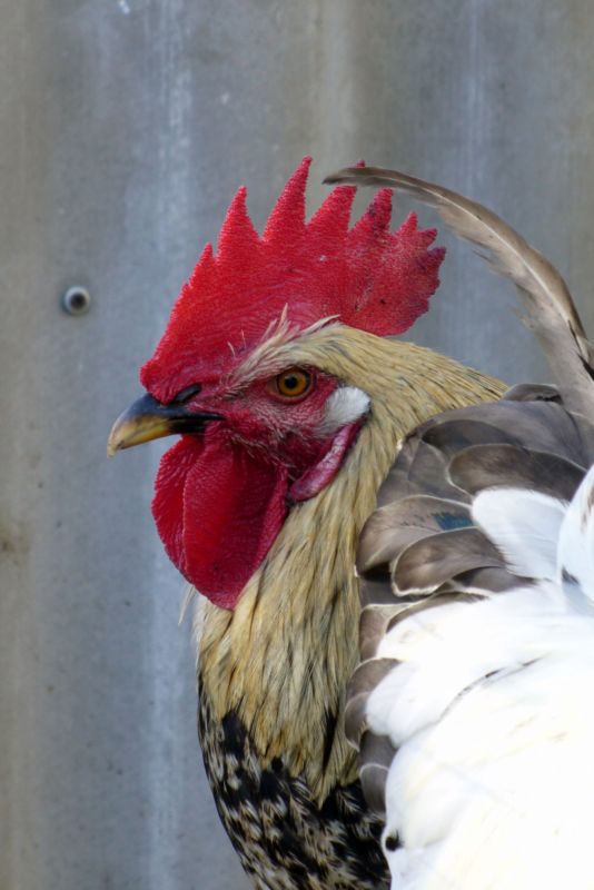 
---------
 (  ,      )