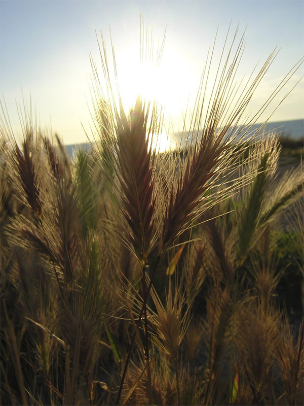 ***
---------
 (  ,      )