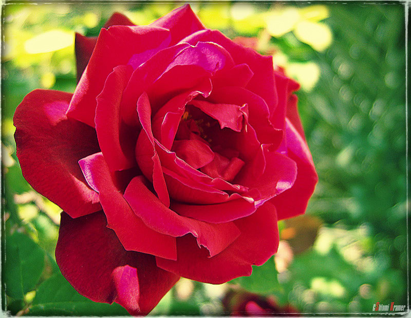 Rose
---------
 (  ,      )